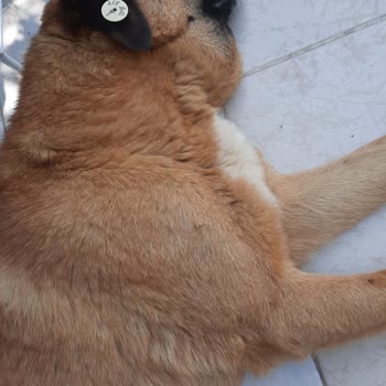 İzmir Büyükşehir Belediyesi Köpek Havladığı İçin Alıkoyamazsınız