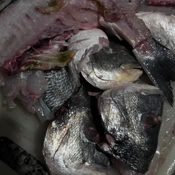 Carrefour SA Bozulmuş Balık Satışı Hakkında