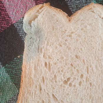 BİM UNO Tost Ekmeği Küflü Çıktı!