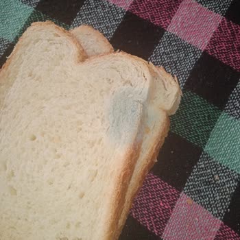 BİM UNO Tost Ekmeği Küflü Çıktı!