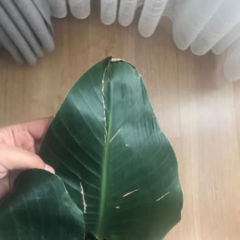 Fidanburada İlgisizlik