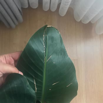 Fidanburada İlgisizlik