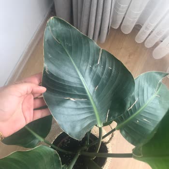 Fidanburada İlgisizlik