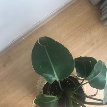 Fidanburada İlgisizlik