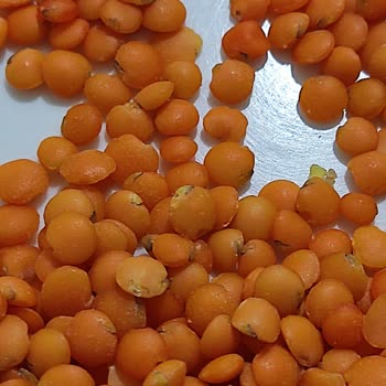 A101 Kurtlanmış Filizlenmiş Mercimek