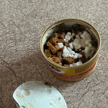 Migros Sanal Markette Satılan Bozuk Kedi Mamaları (Gourmet Yaş Mama)