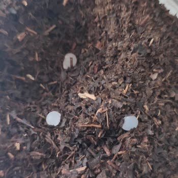 Berk Çay Plastik Parçaların Çıkması Sorunu