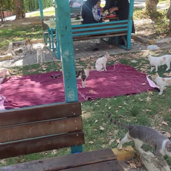 Karaali Kaplıcaları Temizlik Ve Kedi Sorunsalı