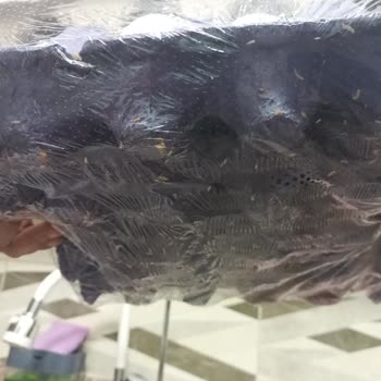 Migros Genel Bozuk Ve Solucan Lı Yumurta