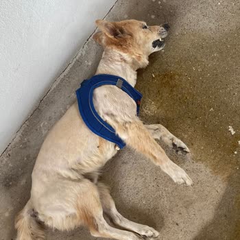 Çukurova Bölge Hayvan Hastanesi İhmal Sonucu Köpeğim Öldü!