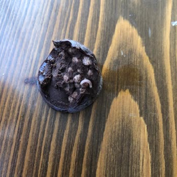 Migros Octavia Kurtlu Çıktı