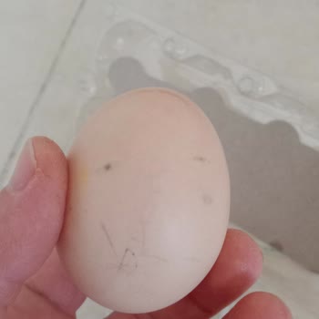 A101 Online Siparişte Bozuk Ürün