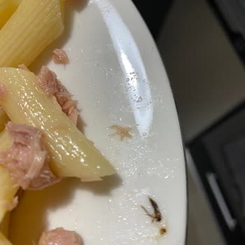 Dardanel Ton Balığından Böcek Çıktı