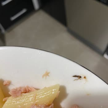 Dardanel Ton Balığından Böcek Çıktı