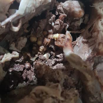 BİM De Satılan Bolez Anaç Tavuk