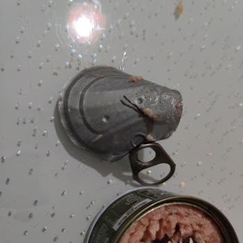 Dardanel Güvencesiyle Aldığım Konserve Ton Balığından Şüpheli Madde Çıktı