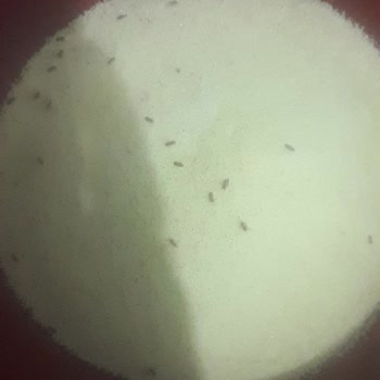 Piyale Böcekler İçinde İrmik