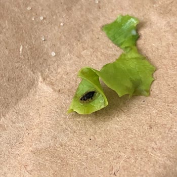 Burger King Hamburger İçinde Böcek