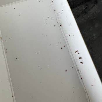 Ülker Çikolatadan Böcek Çıktı