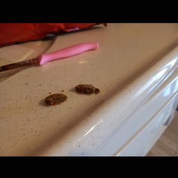 BİM Party Marka Cips İçinden Köpek Mamasına Benzeyen Bir Şey Çıktı