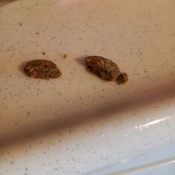 BİM Party Marka Cips İçinden Köpek Mamasına Benzeyen Bir Şey Çıktı