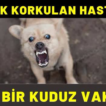 Sağlık Bakanlığı Çakallı Köyünde Kuduz Köpek Ler Var