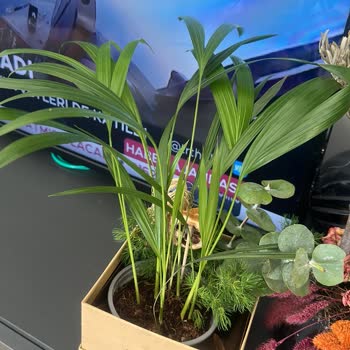 ÇiçekSepeti İki Üç Dal Ot Saplanması