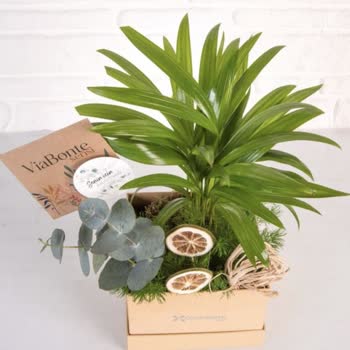 ÇiçekSepeti İki Üç Dal Ot Saplanması