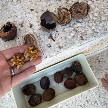 Botanikmarket.org Pikan Cevizi Diye Aldım, Başka Ceviz Çıktı!