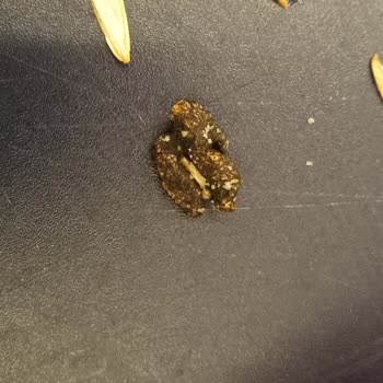 Simbat Kuruyemiş BİM Market İn Gıdada Ki Ayıbı