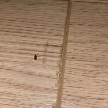 Yataş Enza Home Tahta Kurusu Çıktı