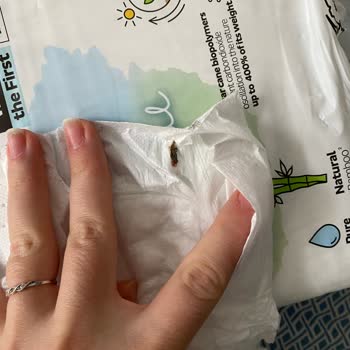 Sleepy Bezlerde Böcek Kalıntısı