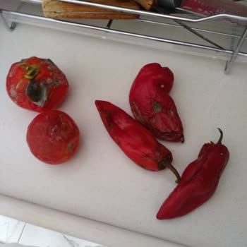 Bad Service and Malfunctioning Bosch Fridge Disappointed Us