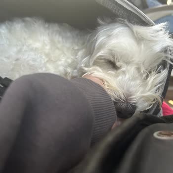 Pamukkale Turizm Köpeğimin Rahat Yolculuk Edememesi