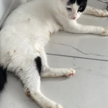 Neovet Veteriner Kliniği Sorun Yaşama