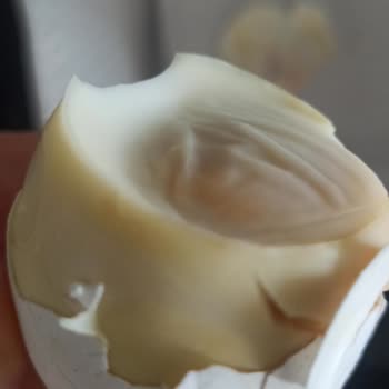 Tarım Kooperatif Bozuk Organik Yumurta Satışı