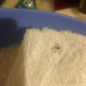 BİM Efsane Baldo Böcekli Pirinç