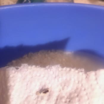 BİM Efsane Baldo Böcekli Pirinç