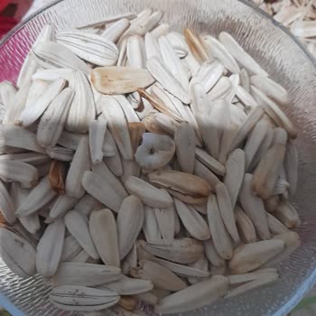 Simbat Kuruyemiş Çekirdeğin İçinden Salyangoz Çıktı