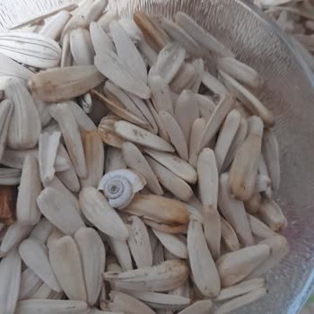 Simbat Kuruyemiş Çekirdeğin İçinden Salyangoz Çıktı