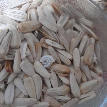 Simbat Kuruyemiş Çekirdeğin İçinden Salyangoz Çıktı