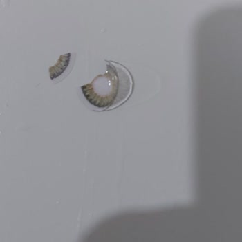 Freshlook Lens Lens Parçalandı Yırtıldı