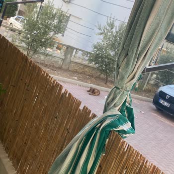 Hayvan Haklarını Koruma Derneği Sahipsiz Hayvanların Neden Olduğu Sorunlar