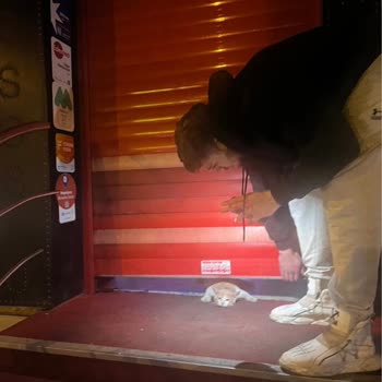 Paşa Döner Kedinin Kepengin Altında Kalıp Ölmesi