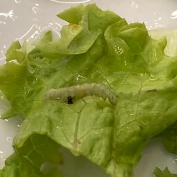 Alo 174 Gıda Hattı Kurt Ve Böcek