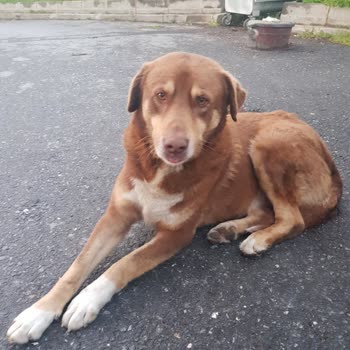 İBB - İstanbul Büyükşehir Belediyesi Zararsız Köpek Toplanması