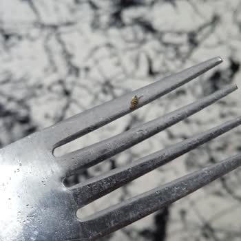 İndomie İçinden Böcek Çıktı