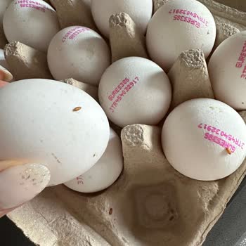 Migros Güres Yumurtada Kurtlanma