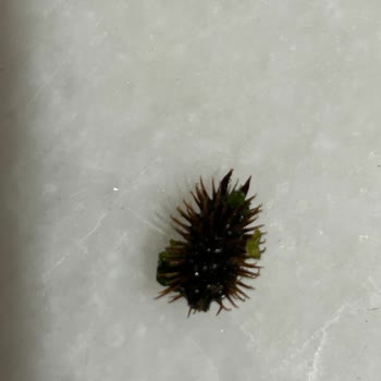 Harras Dondurulmuş Ispanakta Dikenli Sert Bir Cisim Çıktı.