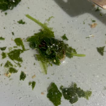 Harras Dondurulmuş Ispanakta Dikenli Sert Bir Cisim Çıktı.